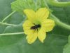 Agricultura corporativa ameaça polinizadores como essa abelha nativa em flor de melão